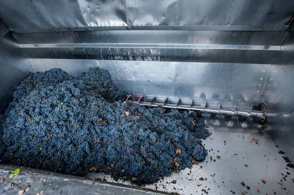 Procesamiento de uva en la máquina — Foto de Stock
