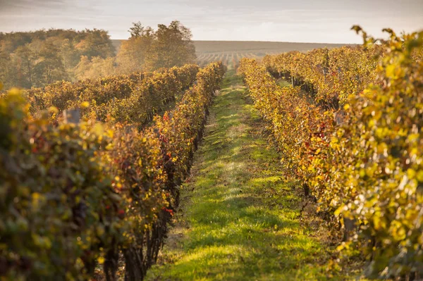 Őszi szőlőültetvények, Sunrise — Stock Fotó
