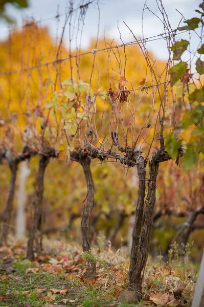 Ränge Herbst Weinfelder — Stockfoto