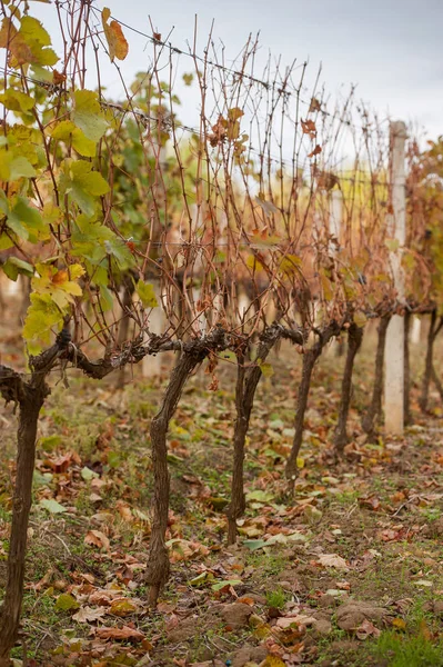 Ränge Herbst Weinfelder — Stockfoto
