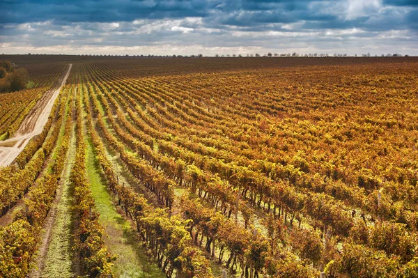Őszi szőlőültetvények ellen, blue sky — Stock Fotó