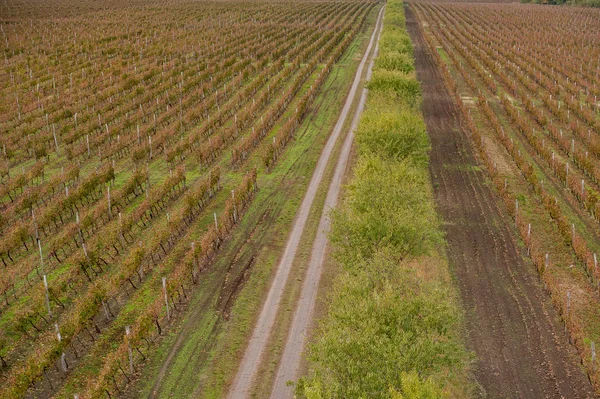 Grape hösten fältet road lämnar afar — Stockfoto