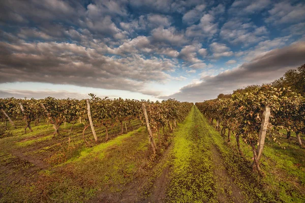 Őszi szőlőültetvények ellen, blue sky — Stock Fotó
