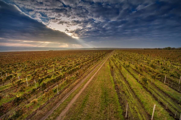 Traubenherbstfeld gegen blauen Himmel — Stockfoto