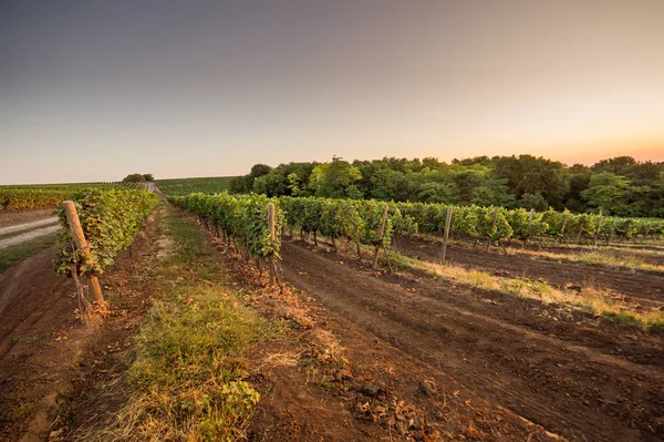 Campo d'uva estivo all'alba — Foto Stock