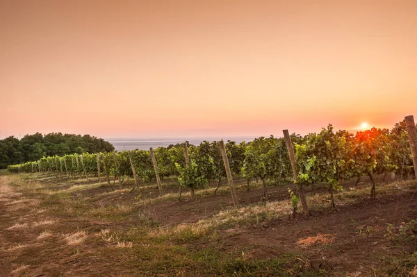 Nyári szőlő mező hajnalban — Stock Fotó