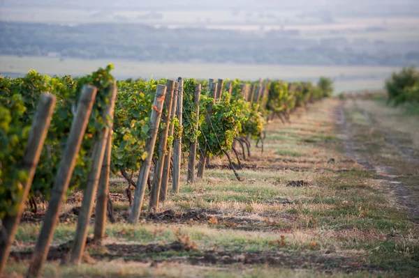 Vine i fältet — Stockfoto