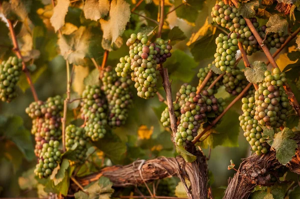 Bando de uvas orgânicas frescas no ramo da vinha — Fotografia de Stock