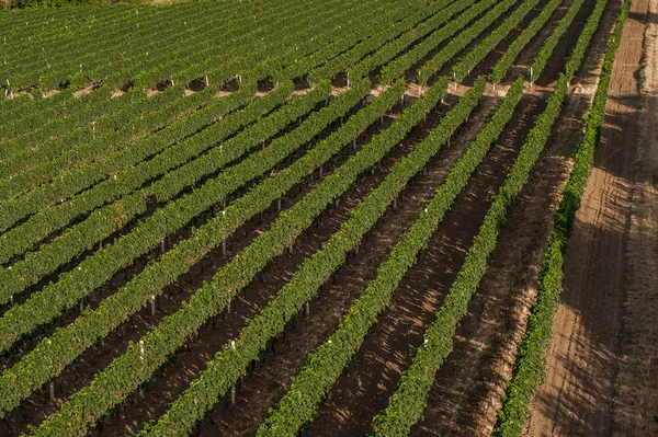 Panoramautsikt över fälten vingårdar — Stockfoto