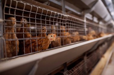 Bebek tavuk, tavuk çiftliği