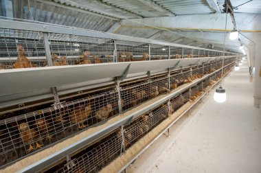 Bebek tavuk, tavuk çiftliği