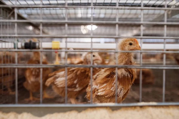 Pollo bebé en granja avícola —  Fotos de Stock