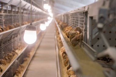 Bebek tavuk, tavuk çiftliği