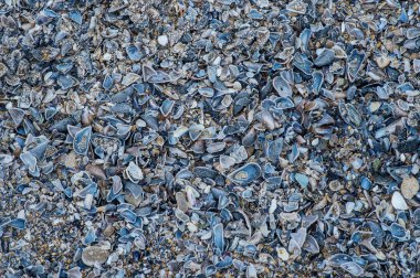 Sahilde deniz kabuklarını yakın çekim