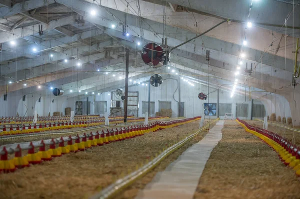 Αγρόκτημα κοτόπουλου, προετοιμασία για να μετακινήσετε σε νέα θέση — Φωτογραφία Αρχείου