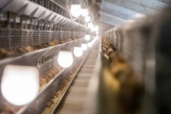 Pollo in allevamento di pollame — Foto Stock