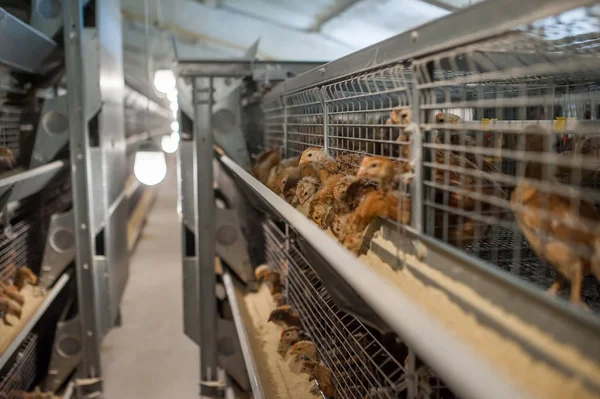 Frango bebé na quinta de aves — Fotografia de Stock