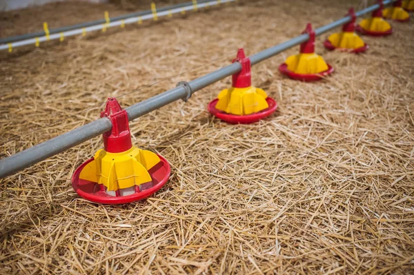 Kippenboerderij, voorbereiden op een nieuwe locatie verplaatsen — Stockfoto