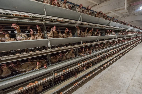 Baby-Hühner in Geflügelfarm — Stockfoto