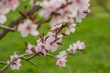 Ağaçlarda bahar çiçekleri