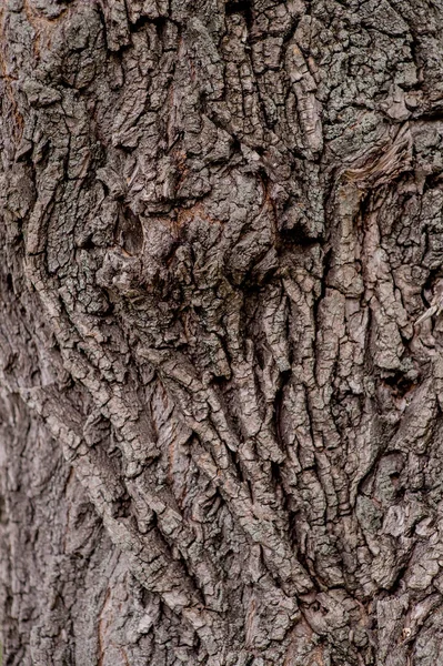 Кора из дерева — стоковое фото
