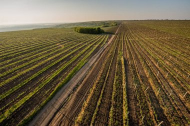 Bahar ve yaz aylarında güneş üzüm alanlara