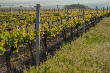 Bahar ve yaz aylarında güneş üzüm alanlara