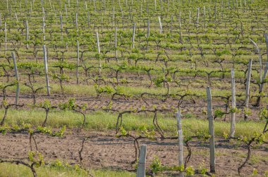 Bahar ve yaz aylarında güneş üzüm alanlara