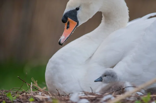 Cisne-mãe e pequenos cisnes — Fotografia de Stock