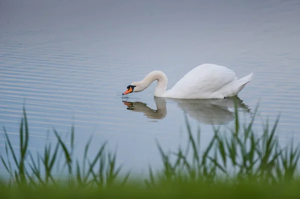 Cisne branco bonito flutuando no lago — Fotografia de Stock