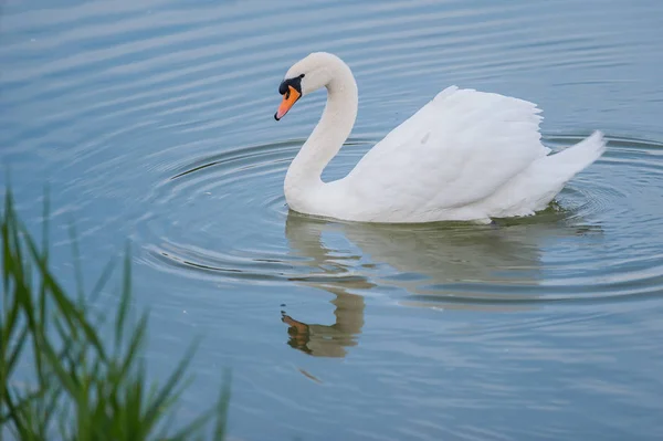 Cisne branco bonito flutuando no lago — Fotografia de Stock