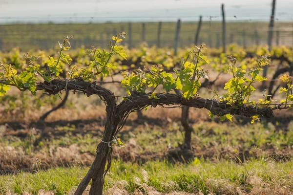 Grape fält under våren och sommaren i solen — Stockfoto