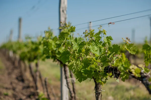 Grape fält under våren och sommaren i solen — Stockfoto