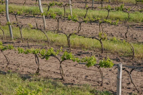 Grape fält under våren och sommaren i solen — Stockfoto