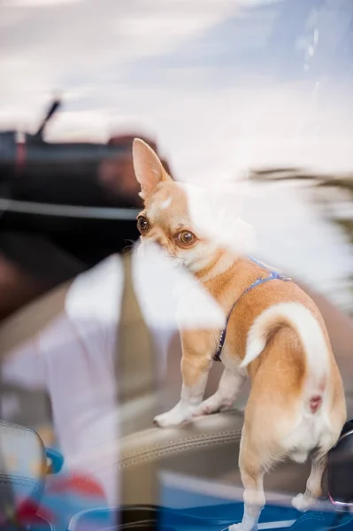 Маленькая собака в окне ... — стоковое фото