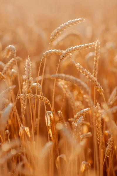 Trigo close-up no campo — Fotografia de Stock