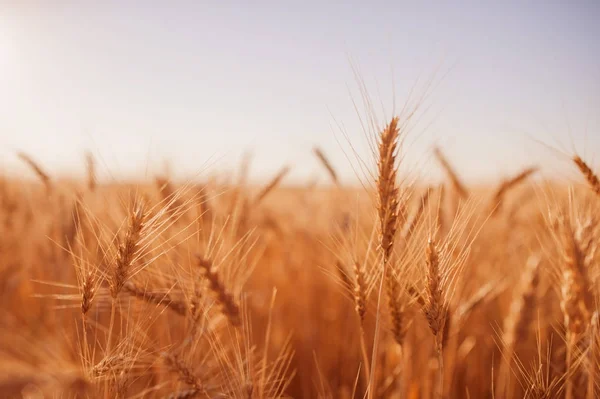 Пшениця крупним планом в полі — стокове фото