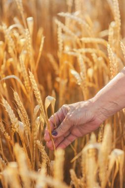 Buğday alan, el ile buğday yakın çekim