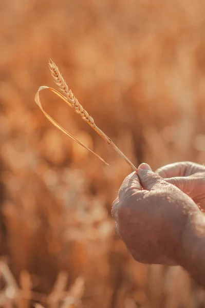 Campo de trigo, mãos com trigo close-up — Fotografia de Stock