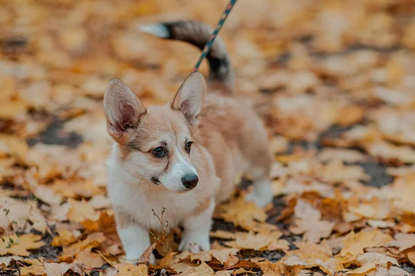 Little dog walks on a leash — Stock Photo, Image