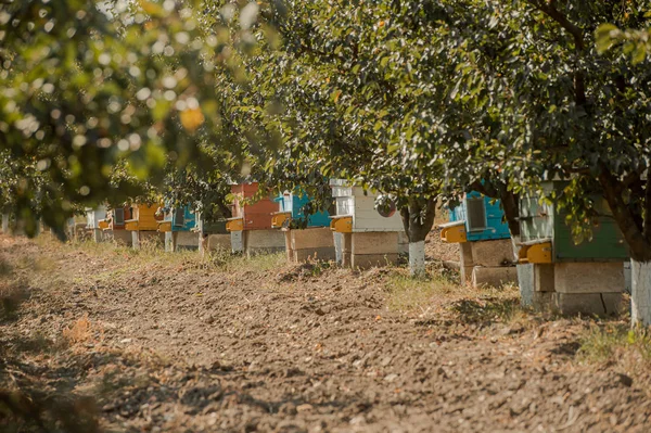Colmena con abejas en la naturaleza — Foto de Stock