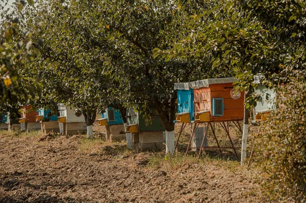 Colmena con abejas en la naturaleza — Foto de Stock