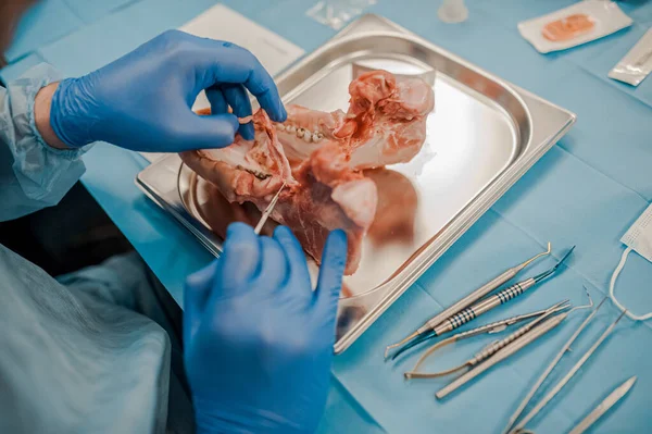 Навчання Стоматологічних Імплантатів — стокове фото