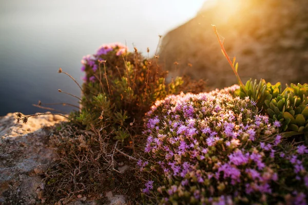 Dingli 절벽, 몰타 — 스톡 사진