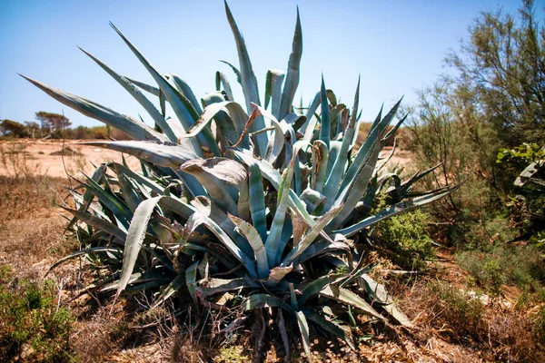 Cactus sobre mar azul —  Fotos de Stock
