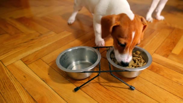 그릇에서 음식 먹는 강아지 — 비디오