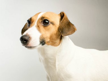 Komik köpek Jack Russell