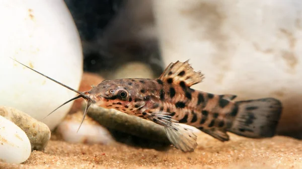 Aquarium fish - antitrus — Stock Photo, Image