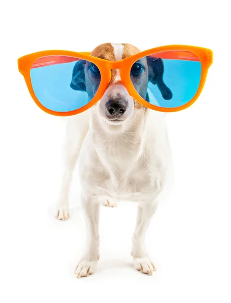 Chien avec de grandes lunettes Photos De Stock Libres De Droits