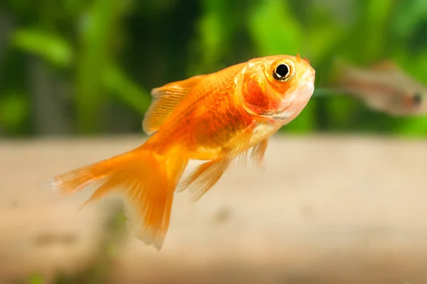Золотые рыбки в аквариуме Лицензионные Стоковые Изображения